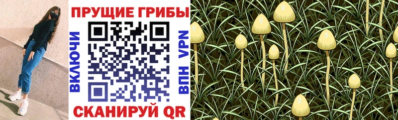 Галлюциногенные грибы Psilocybe  KRAKEN зеркало  Белово  магазин продажи  